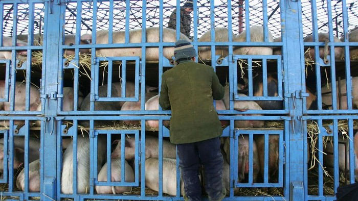 BIJIE, CHINA - MAY 12: Breeders feed piglets at a pig farm on May 12, 2020 in Bijie, Guizhou Province of China. (Photo by Deng Gang/VCG via Getty Images)