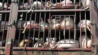 Babi di dalam kandang ini sedang dikirim ke pusat kota Beijing untuk dijual di pasar. Foto: VCG via Getty Images/VCG