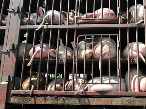 Kemendag Buka Suara soal Singapura Setop Impor Babi dari Batam