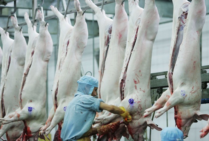 BIJIE, CHINA - MAY 12: Breeders feed piglets at a pig farm on May 12, 2020 in Bijie, Guizhou Province of China. (Photo by Deng Gang/VCG via Getty Images)