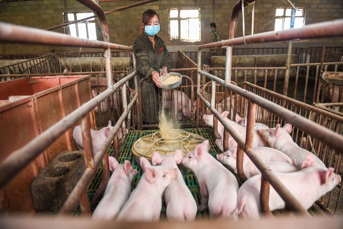 1226000684 BIJIE, CHINA - MAY 12: Breeders feed piglets at a pig farm on May 12, 2020 in Bijie, Guizhou Province of China. (Photo by Deng Gang/VCG via Getty Images)