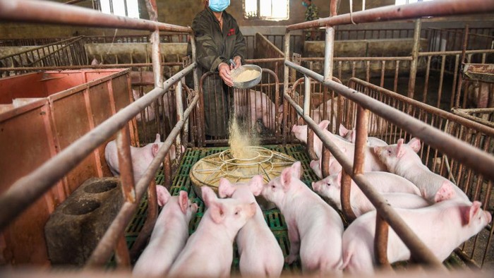 BIJIE, CHINA - MAY 12: Breeders feed piglets at a pig farm on May 12, 2020 in Bijie, Guizhou Province of China. (Photo by Deng Gang/VCG via Getty Images)