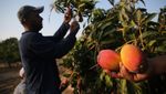 Mengintip Panen Mangga di Jalur Gaza