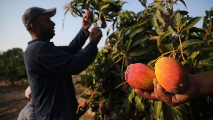 A Palestinian farmer picks Mango at a farm during the harvest season in the center of Gaza strip, on August 11 , 2022. 
 (Photo by Majdi Fathi/NurPhoto via Getty Images)