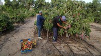 Para petani pun tidak memerlukan alat bantu apapun untuk memetik mangga. Pohon mangga yang ditanam ini hanya memiliki tinggi yang sama seperti orang dewasa.