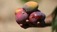 Jika dilihat dari warnanya, buah mangga ini sanggup bikin ngiler ya gaes.