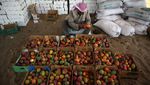 Mengintip Panen Mangga di Jalur Gaza