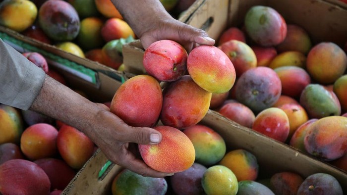 A Palestinian farmer picks Mango at a farm during the harvest season in the center of Gaza strip, on August 11 , 2022. 
 (Photo by Majdi Fathi/NurPhoto via Getty Images)