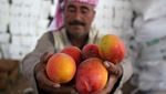 Mengintip Panen Mangga di Jalur Gaza