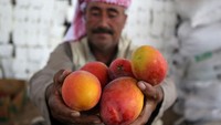 Seorang petani memamerkan buah mangga hasil panen di sebuh kebun di Jalur Gaza, Kamis (11/8/2022).