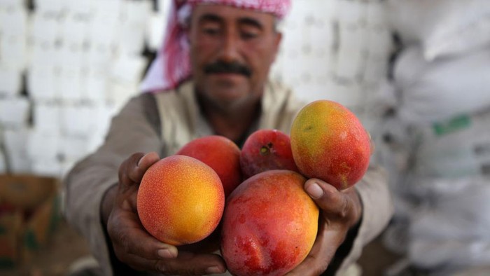 A Palestinian farmer picks Mango at a farm during the harvest season in the center of Gaza strip, on August 11 , 2022. 
 (Photo by Majdi Fathi/NurPhoto via Getty Images)
