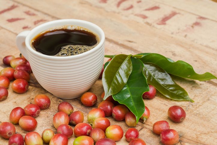 Apa itu kopi hijau dan manfaatnya bagi tubuh.
