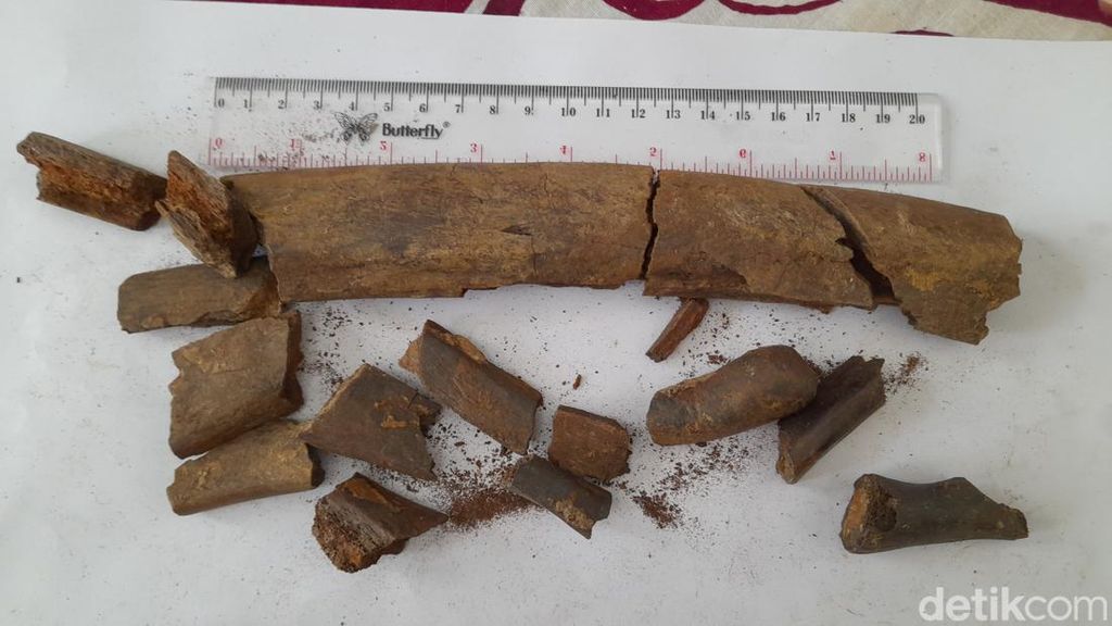 Fosil Diduga Tulang Rusuk Stegodon Ditemukan di Sumedang