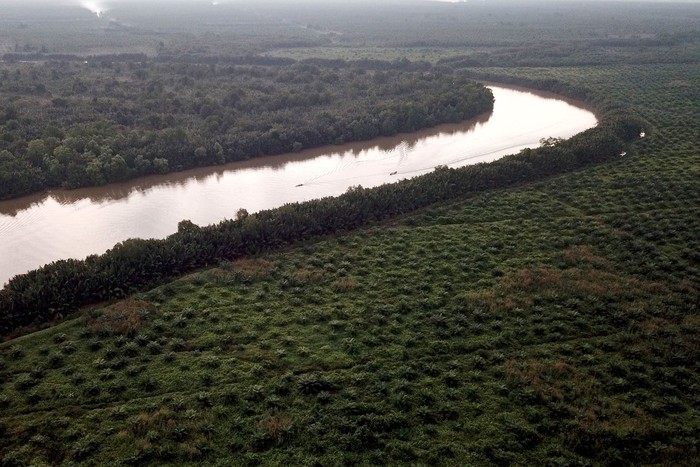 Foto udara lahan perkebunan kelapa sawit skala besar, tanaman mangrove, dan permukiman di kawasan penyangga Cagar Alam Hutan Bakau Pantai Timur Sumatera, Mendahara, Tanjungjabung Timur, Jambi, Rabu (10/8/2022). Warga setempat menyebutkan, tinggi muka air sungai selama musim pasang naik sejak tiga tahun terakhir di daerah itu terus meninggi sehingga mulai merendam kawasan permukiman setempat, sementara alih fungsi tanaman mangrove menjadi perkebunan kelapa sawit skala besar di daerah itu terus bertambah marak sejak lima tahun terakhir. ANTARA FOTO/Wahdi Septiawan/foc.