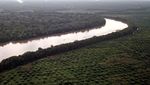 Foto Udara Hutan Mangrove di Jambi jadi Kebun Sawit