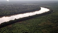 Menurut warga setempat alih fungsi tanaman mangrove menjadi perkebunan kelapa sawit skala besar di daerah itu terus bertambah marak sejak lima tahun terakhir.