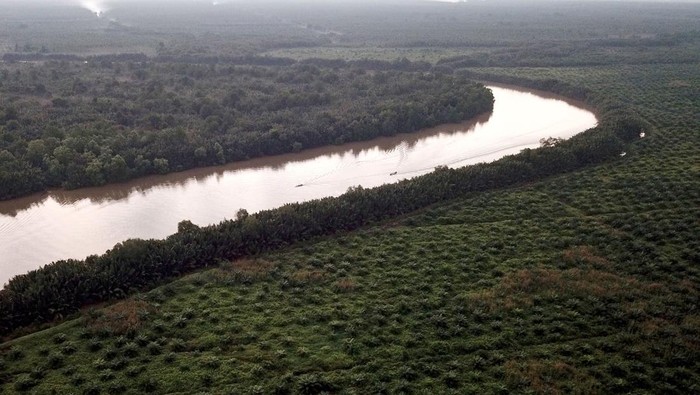 Foto Udara Hutan Mangrove di Jambi jadi Kebun Sawit Foto udara lahan perkebunan kelapa sawit skala besar, tanaman mangrove, dan permukiman di kawasan penyangga Cagar Alam Hutan Bakau Pantai Timur Sumatera, Mendahara, Tanjungjabung Timur, Jambi, Rabu (10/8/2022). Warga setempat menyebutkan, tinggi muka air sungai selama musim pasang naik sejak tiga tahun terakhir di daerah itu terus meninggi sehingga mulai merendam kawasan permukiman setempat, sementara alih fungsi tanaman mangrove menjadi perkebunan kelapa sawit skala besar di daerah itu terus bertambah marak sejak lima tahun terakhir. ANTARA FOTO/Wahdi Septiawan/foc.