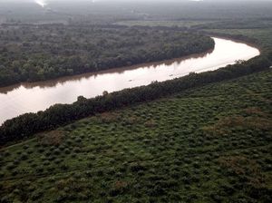 3,1 Juta Hektare Lahan Sawit Ilegal Dikuasai Negara