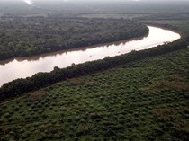Terkuak! Ratusan Perusahaan Babat Hutan Lindung buat Kebun Sawit