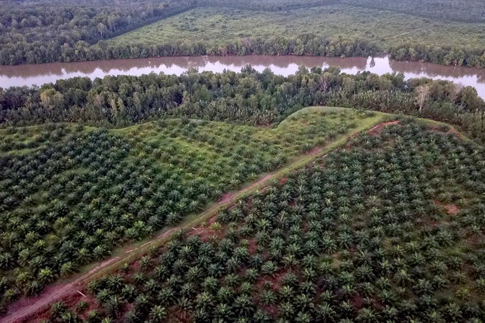 Foto udara lahan perkebunan kelapa sawit skala besar, tanaman mangrove, dan permukiman di kawasan penyangga Cagar Alam Hutan Bakau Pantai Timur Sumatera, Mendahara, Tanjungjabung Timur, Jambi, Rabu (10/8/2022). Warga setempat menyebutkan, tinggi muka air sungai selama musim pasang naik sejak tiga tahun terakhir di daerah itu terus meninggi sehingga mulai merendam kawasan permukiman setempat, sementara alih fungsi tanaman mangrove menjadi perkebunan kelapa sawit skala besar di daerah itu terus bertambah marak sejak lima tahun terakhir. ANTARA FOTO/Wahdi Septiawan/foc.