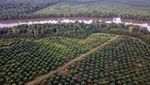 Geliat Industri Sawit yang Disinggung PM Malaysia Anwar Ibrahim