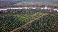 Foto udara lahan perkebunan kelapa sawit skala besar, tanaman mangrove, dan permukiman di kawasan penyangga Cagar Alam Hutan Bakau Pantai Timur Sumatera, Mendahara, Tanjungjabung Timur, Jambi. Wahdi Septiawan/Antara Foto