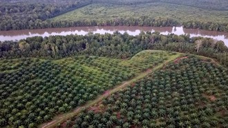 Ketika Hutan Hilang Jadi Kebun Sawit, Krisis Iklim Makin Ekstrem