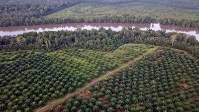 Foto Udara Hutan Mangrove di Jambi jadi Kebun Sawit