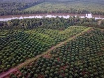 Luhut Wanti-wanti Pengusaha Lapor Data Kebun Sawit Sebelum 3 Agustus