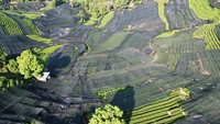 Kebun teh terlihat gelap karena tertutup jaring hitam atau waring. Perkebunan ini merupakan salah satu penghasil teh terbaik di Tiongkok dan sudah membawa nama kota Hangzhou ke kancah internasional.  