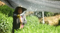 Pekerja menyemprot perkebinan teh dengan air. Pompa dan pipa air dipasang untuk menjaga kelembaban.  