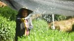 Hamparan Kebun Teh di China Ditutup Waring, Ada Apa?