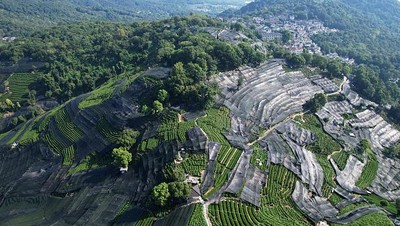 Hamparan Kebun Teh di China Ditutup Waring, Ada Apa?