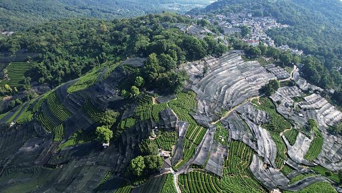 Hamparan Kebun Teh di China Ditutup Jaring Hitam, Ada Apa? HANGZHOU, CHINA - AUGUST 11, 2022 - A large area of sun protection net covers the tea hill of Hangzhou West Lake Longjing Level 1 Protected area in Hangzhou, Zhejiang province, China, on Aug 11, 2022. The hot summer weather has lasted for more than a month in Hangzhou. In order to alleviate the impact of the drought on tea trees in West Lake Longjing, a large area of the tea hill in West Lake Longjing First-class Protection Zone has been covered with sunshade nets, and pumps and water pipes have been installed. (Photo credit should read CFOTO/Future Publishing via Getty Images)