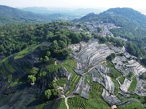 Hamparan Kebun Teh di China Ditutup Waring, Ada Apa?