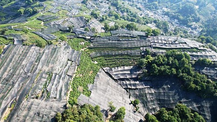 HANGZHOU, CHINA - AUGUST 11, 2022 - A large area of sun protection net covers the tea hill of Hangzhou West Lake Longjing Level 1 Protected area in Hangzhou, Zhejiang province, China, on Aug 11, 2022. The hot summer weather has lasted for more than a month in Hangzhou. In order to alleviate the impact of the drought on tea trees in West Lake Longjing, a large area of the tea hill in West Lake Longjing First-class Protection Zone has been covered with sunshade nets, and pumps and water pipes have been installed. (Photo credit should read CFOTO/Future Publishing via Getty Images)