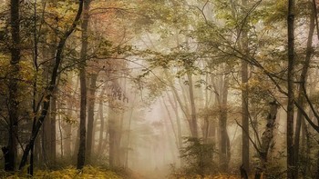 Pemenang kategori Landscape: Linda Repasky | iPhone 13 Pro Foto: IPPAWARDS