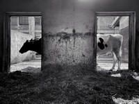iPhone Photography Awards 2022