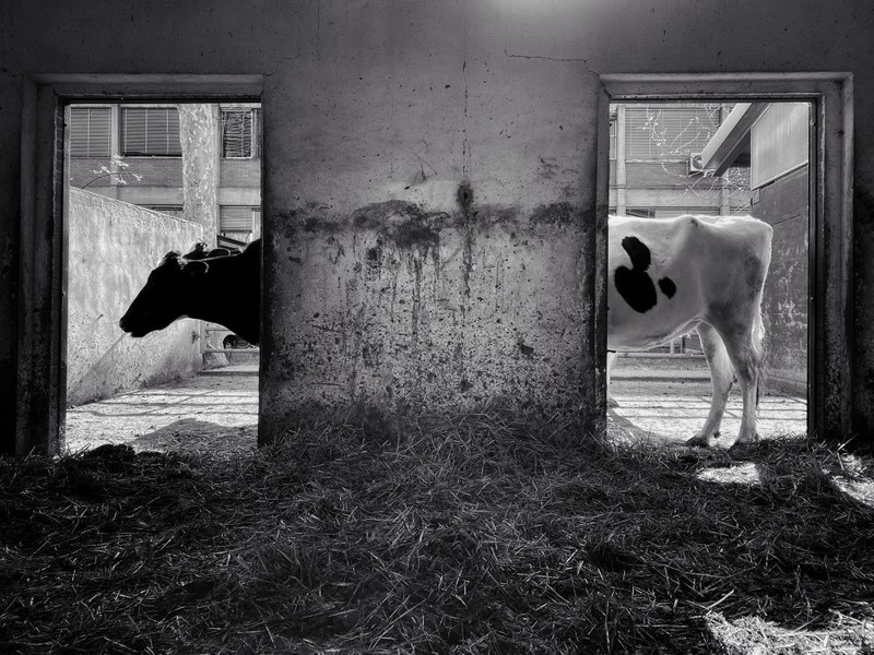 iPhone Photography Awards 2022