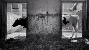 Pemenang kategori Animals: Pier Luigi Dodi | iPhone 11 Pro Max. Foto: IPPAWARDS