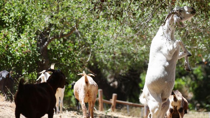 ANAHEIM, CALIFORNIA - AUGUST 09: A herd of goats graze on drought-stressed land as part of city wildfire prevention efforts on August 9, 2022 in Anaheim, California. The environmentally friendly tactic reduces the potential for wildfires with goats consuming combustible dry grass and brush, along with non-native plants, in fire-prone areas. Nearly three-quarters of the state of California is in extreme or exceptional drought, amid a climate change-fueled megadrought in the Southwestern United States. (Photo by Mario Tama/Getty Images)