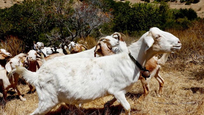 Kambing makan rumput kering untuk cegah kebakaran hutan ANAHEIM, CALIFORNIA - AUGUST 09: A herd of goats graze on drought-stressed land as part of city wildfire prevention efforts on August 9, 2022 in Anaheim, California. The environmentally friendly tactic reduces the potential for wildfires with goats consuming combustible dry grass and brush, along with non-native plants, in fire-prone areas. Nearly three-quarters of the state of California is in extreme or exceptional drought, amid a climate change-fueled megadrought in the Southwestern United States. (Photo by Mario Tama/Getty Images)