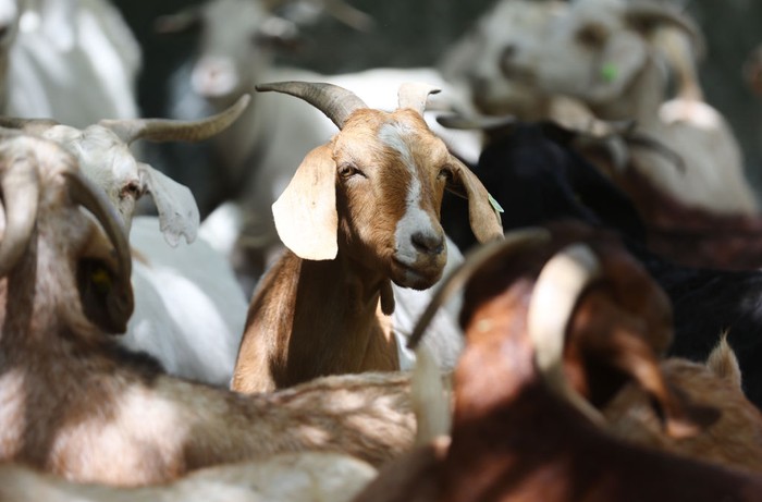 ANAHEIM, CALIFORNIA - AUGUST 09: A herd of goats graze on drought-stressed land as part of city wildfire prevention efforts on August 9, 2022 in Anaheim, California. The environmentally friendly tactic reduces the potential for wildfires with goats consuming combustible dry grass and brush, along with non-native plants, in fire-prone areas. Nearly three-quarters of the state of California is in extreme or exceptional drought, amid a climate change-fueled megadrought in the Southwestern United States. (Photo by Mario Tama/Getty Images)