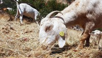 Seekor kambing memakan rumput kering di sebuah lahan yang mengalami kemarau di Anaheim, California, Selasa (9/8/2022). Dengan berkurangnya rumput kering, diharapkan potensi kebakaran menjadi lebih sedikit.