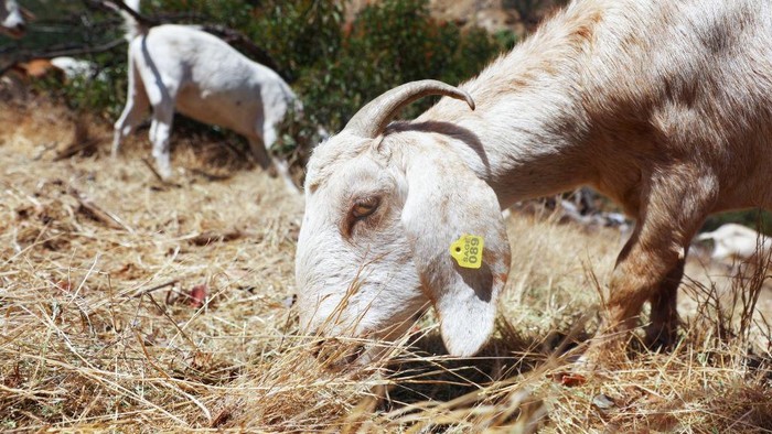 Kambing makan rumput kering untuk cegah kebakaran hutan ANAHEIM, CALIFORNIA - AUGUST 09: A herd of goats graze on drought-stressed land as part of city wildfire prevention efforts on August 9, 2022 in Anaheim, California. The environmentally friendly tactic reduces the potential for wildfires with goats consuming combustible dry grass and brush, along with non-native plants, in fire-prone areas. Nearly three-quarters of the state of California is in extreme or exceptional drought, amid a climate change-fueled megadrought in the Southwestern United States. (Photo by Mario Tama/Getty Images)