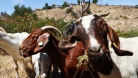 Aksi tersebut dilakukan sebagai bagian dari upaya pencegahan kebakaran hutan. Tidak disebutkan berapa ekor kambing yang dilibatkan dalam program ini.