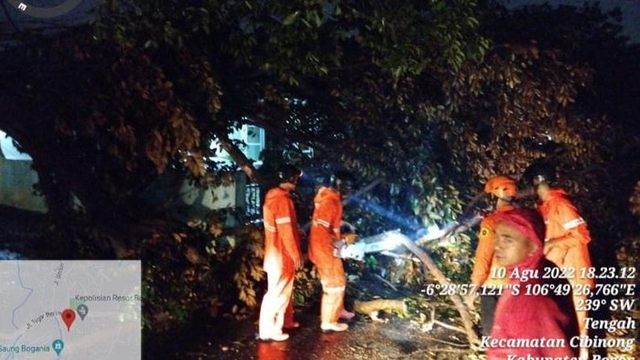Pohon tumbang di Bogor