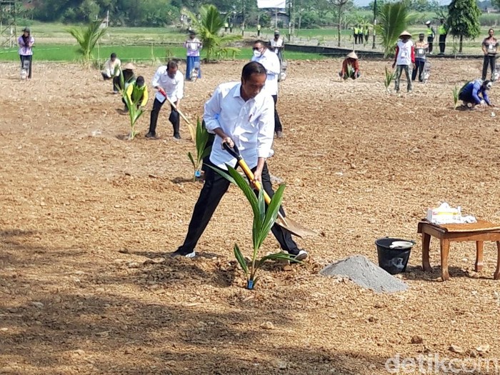 Presiden Joko Widodo melakukan penanaman bibit kelapa genjah di Giriroto Boyolali, Kamis (11/8/2022).