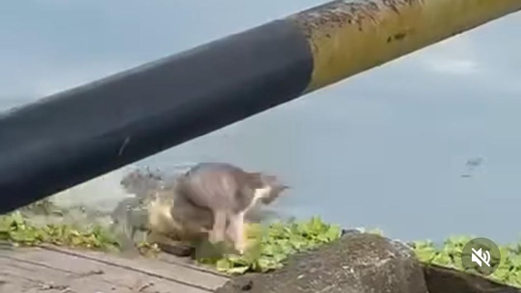 Geger Buaya 2 Meter Terkam Kucing di Pinggir Danau Folder Kaltim