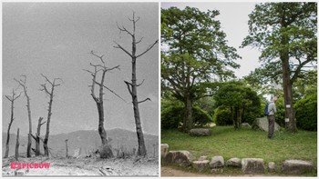 Berikutnya, ada lanskap pepohonan di Kastil Hiroshima tepat setelah bom atom dijatuhkan antara 9 dan 12 Agustus 1945. Foto setelahnya pada 27 Mei 2016, suasana pepohoan sudah asri dan rimbun.